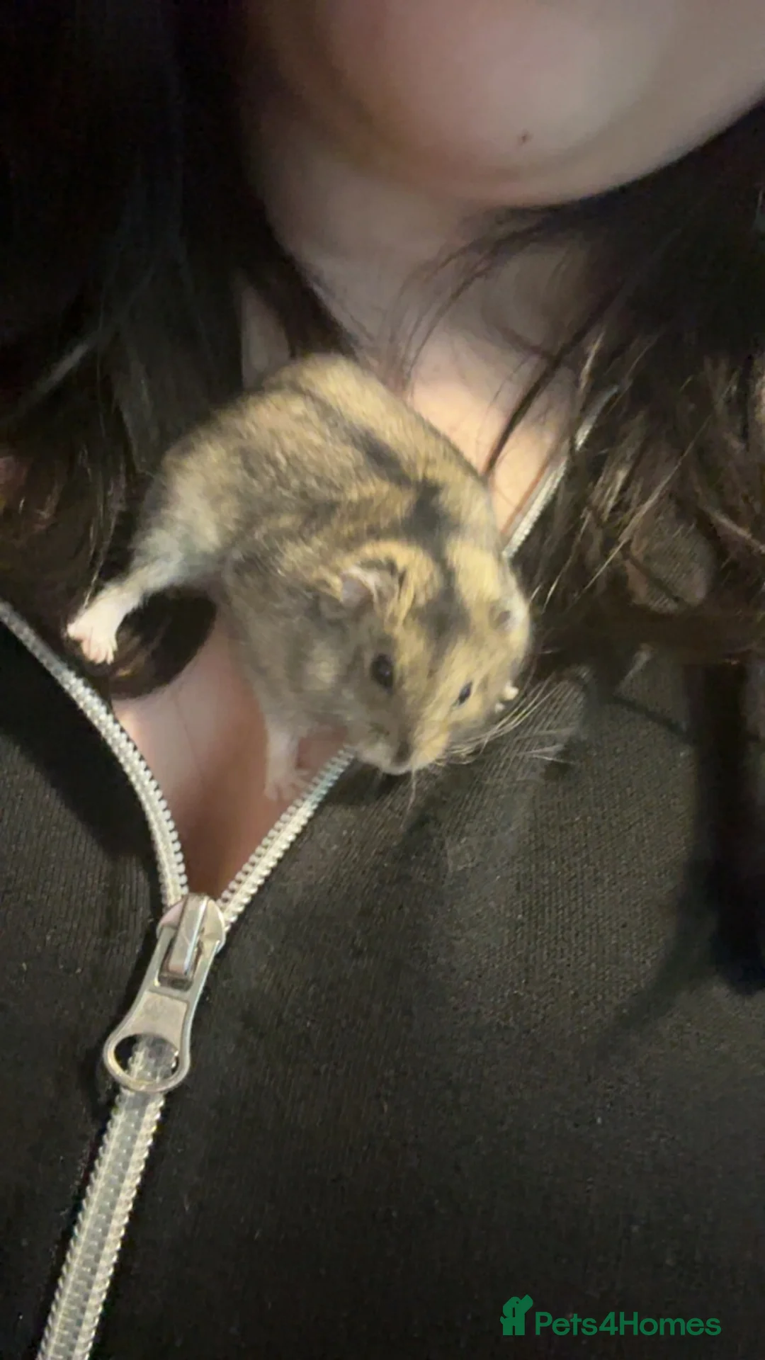 Hamster rodents for sale: Dwarf hamster  in Loughborough - Advert 3