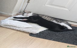 Domestic Shorthair cats for sale: Kind Homes Only – 4 Beautiful Healthy Kittens in Edgware - Image 31