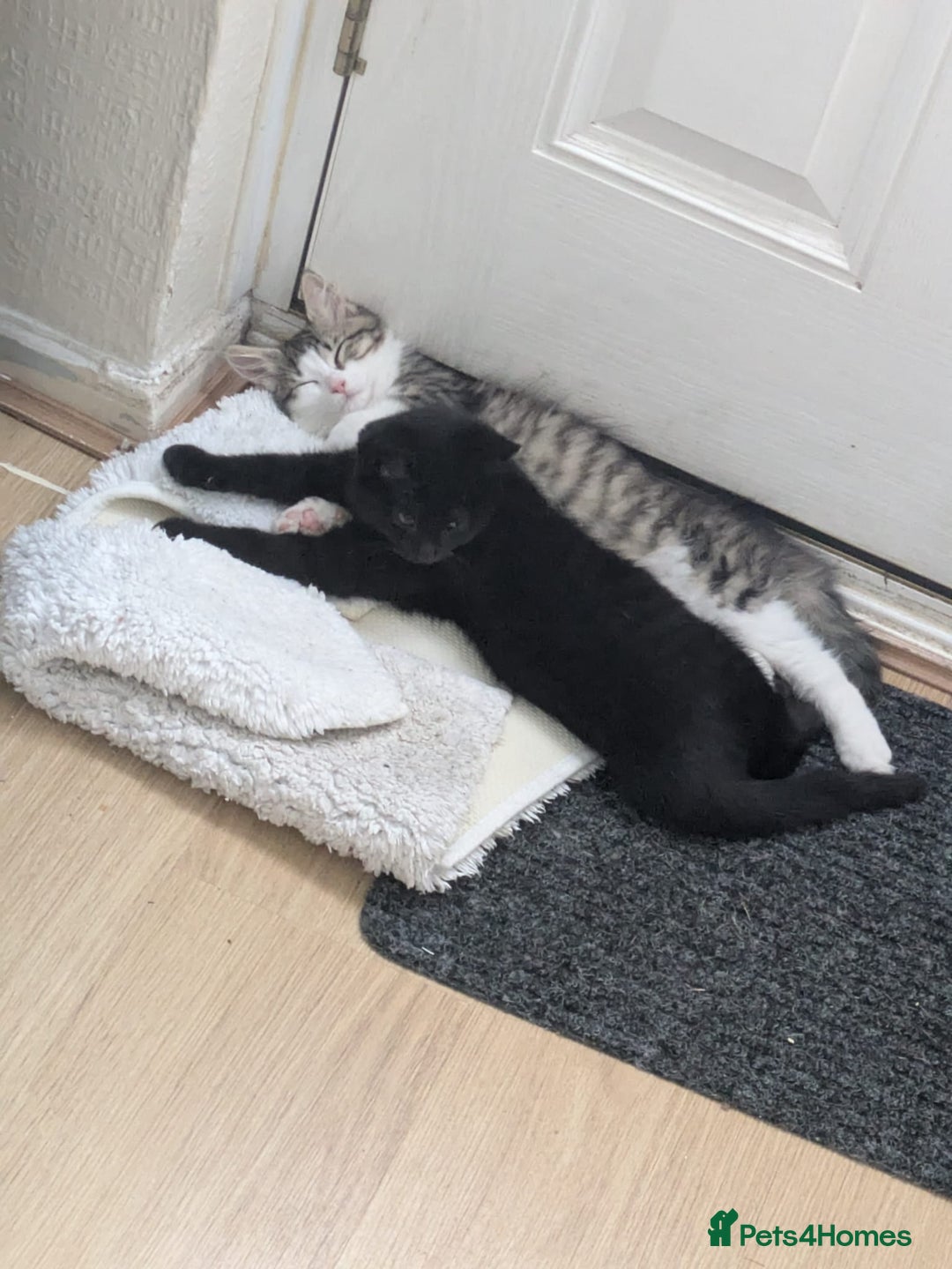 Domestic Shorthair cats for sale: Kind Homes Only – 4 Beautiful Healthy Kittens in Edgware - Image 31