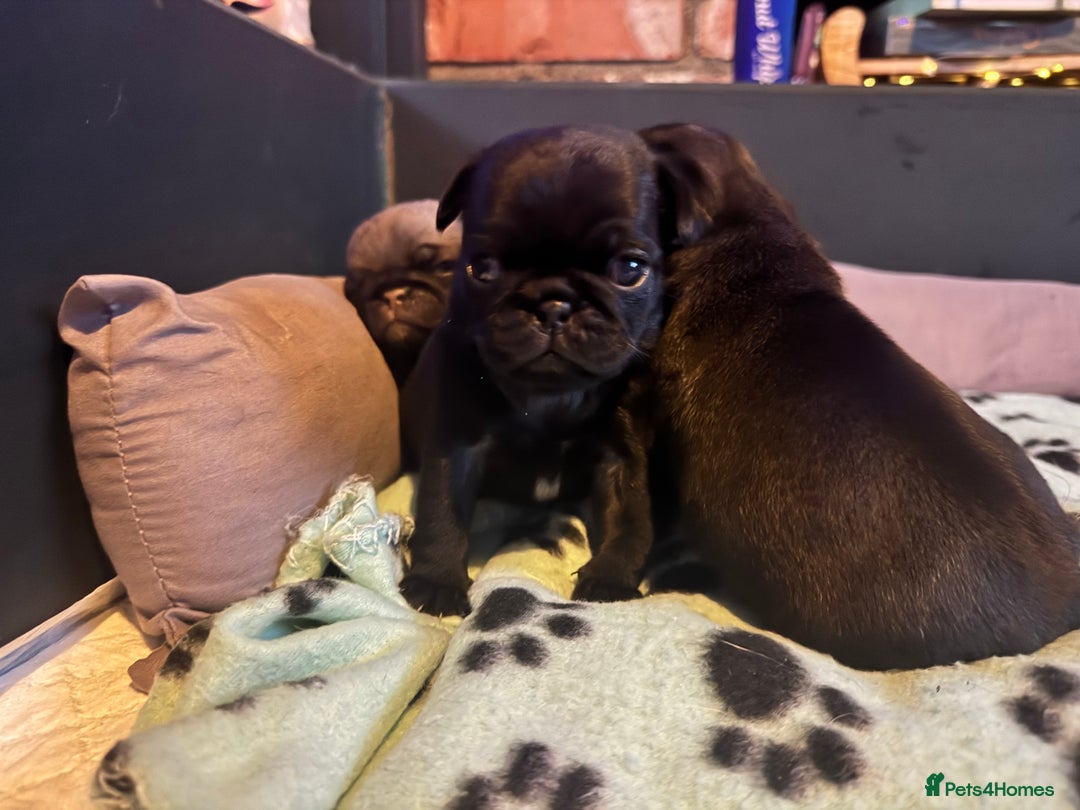 Pug dogs for sale: Kc pug puppies  - Advert 4