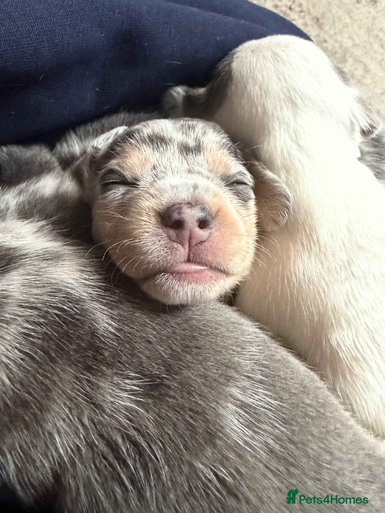Mixed Breed dogs FOR SALE French Bull Wieners Puppies  - Advert 15