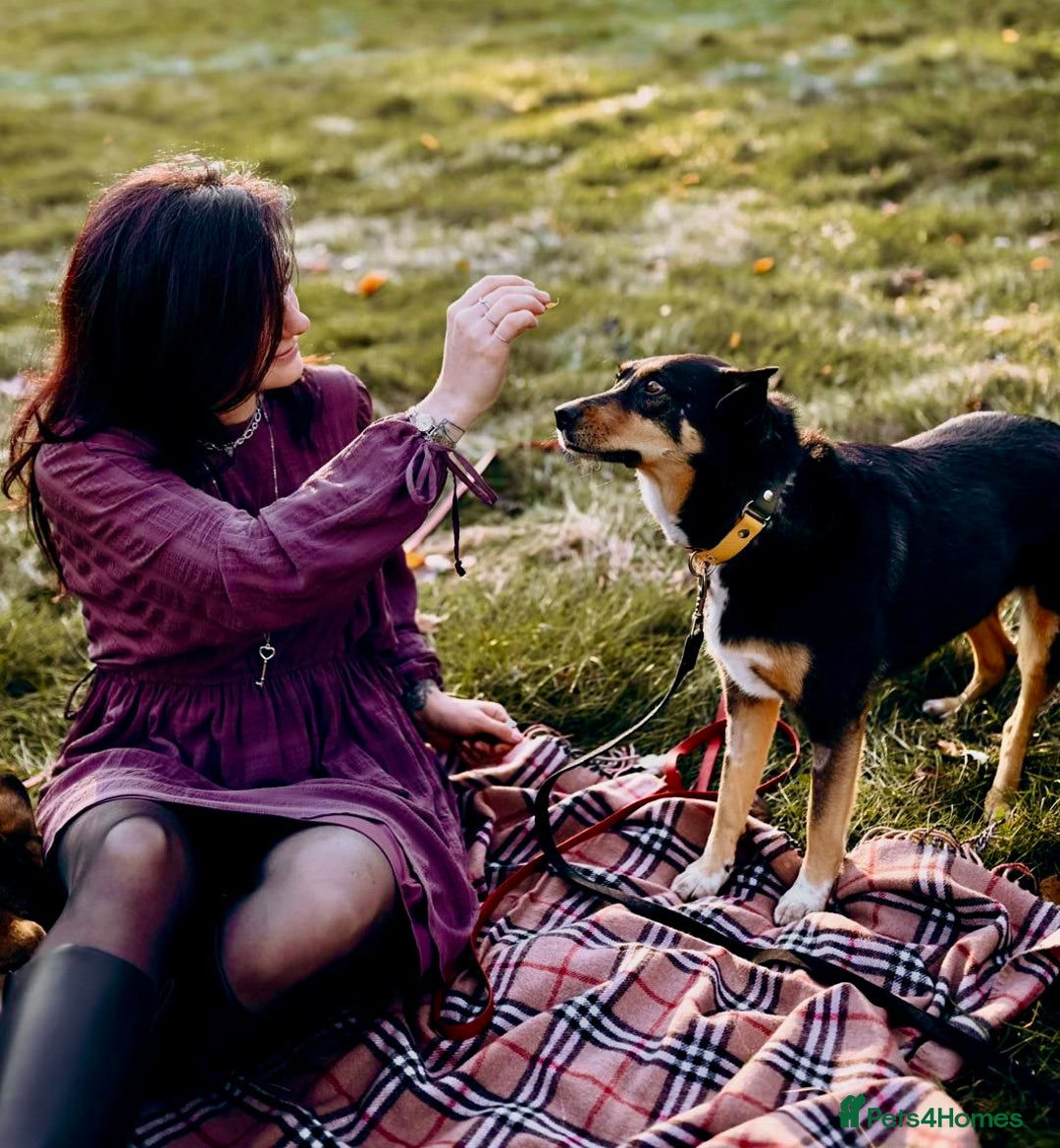 German Shepherd dogs for adoption: 🐾 POPPY – Female German Shepherd - Advert 5