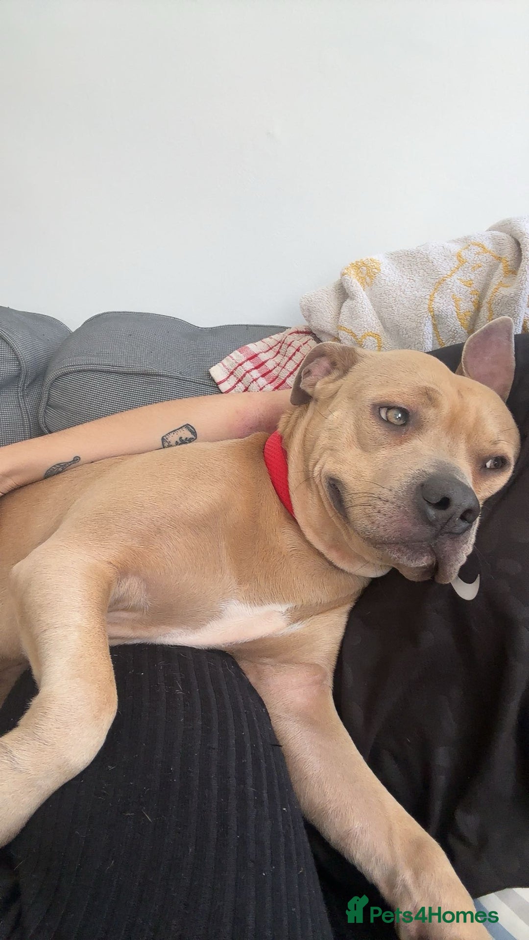 Staffordshire Bull Terrier dogs for sale: Staffordshire bull terrier  - Advert 3