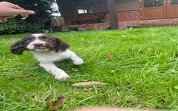 Cocker Spaniel dogs for sale: Cocker spaniels - Image 3