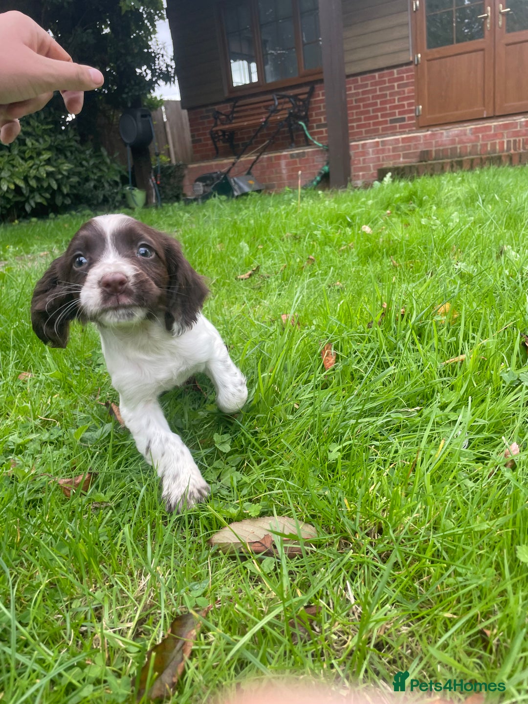Cocker Spaniel dogs for sale: Cocker spaniels - Image 3