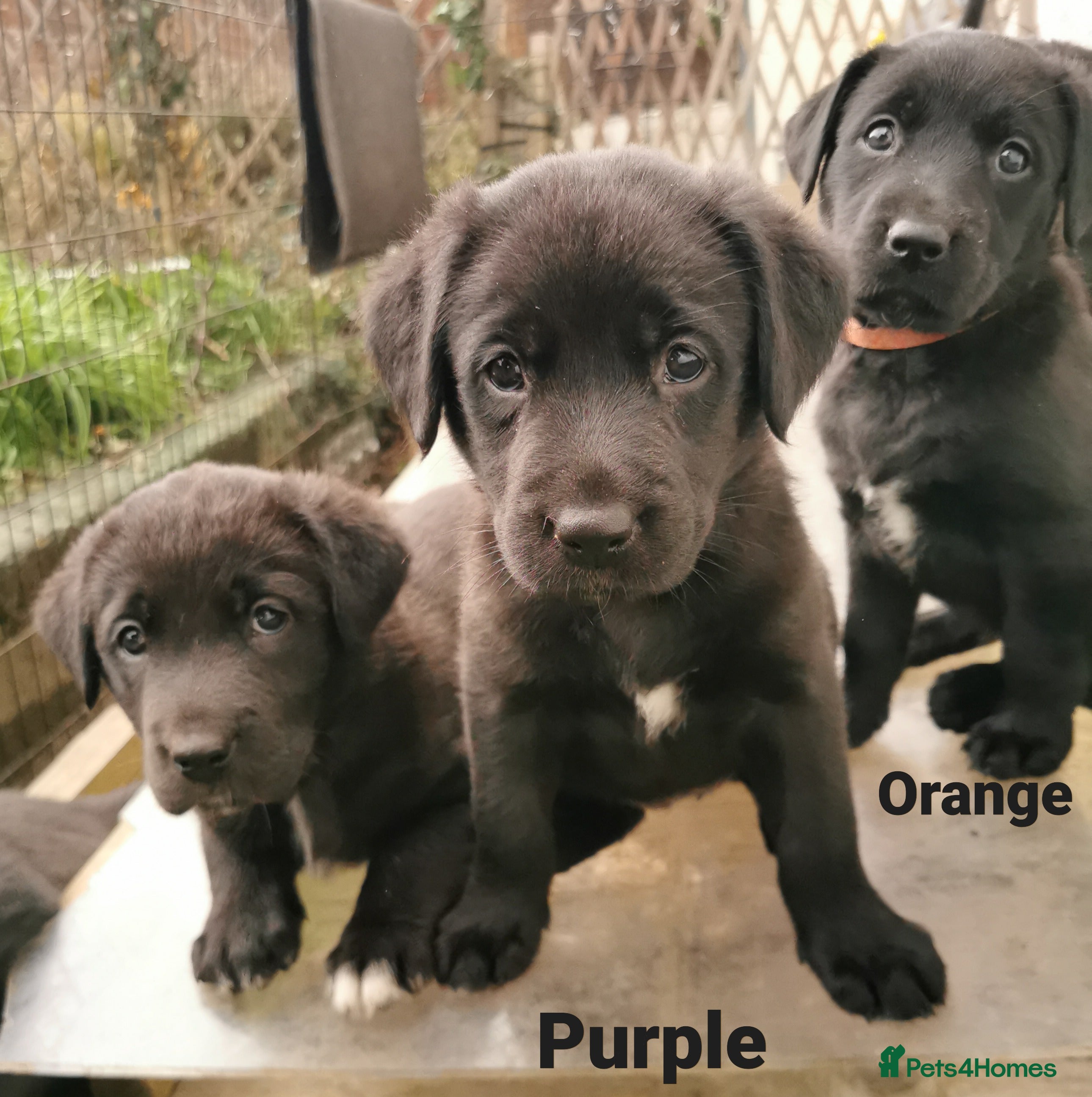 Borador dogs Adorable Lab x Collie pups in Builth Wells - Advert 1