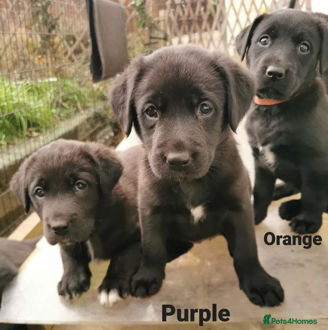 Borador dogs for sale: Adorable Lab x Collie pups - Advert 1