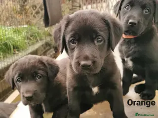 Borador dogs Adorable Lab x Collie pups in Builth Wells - Advert 1