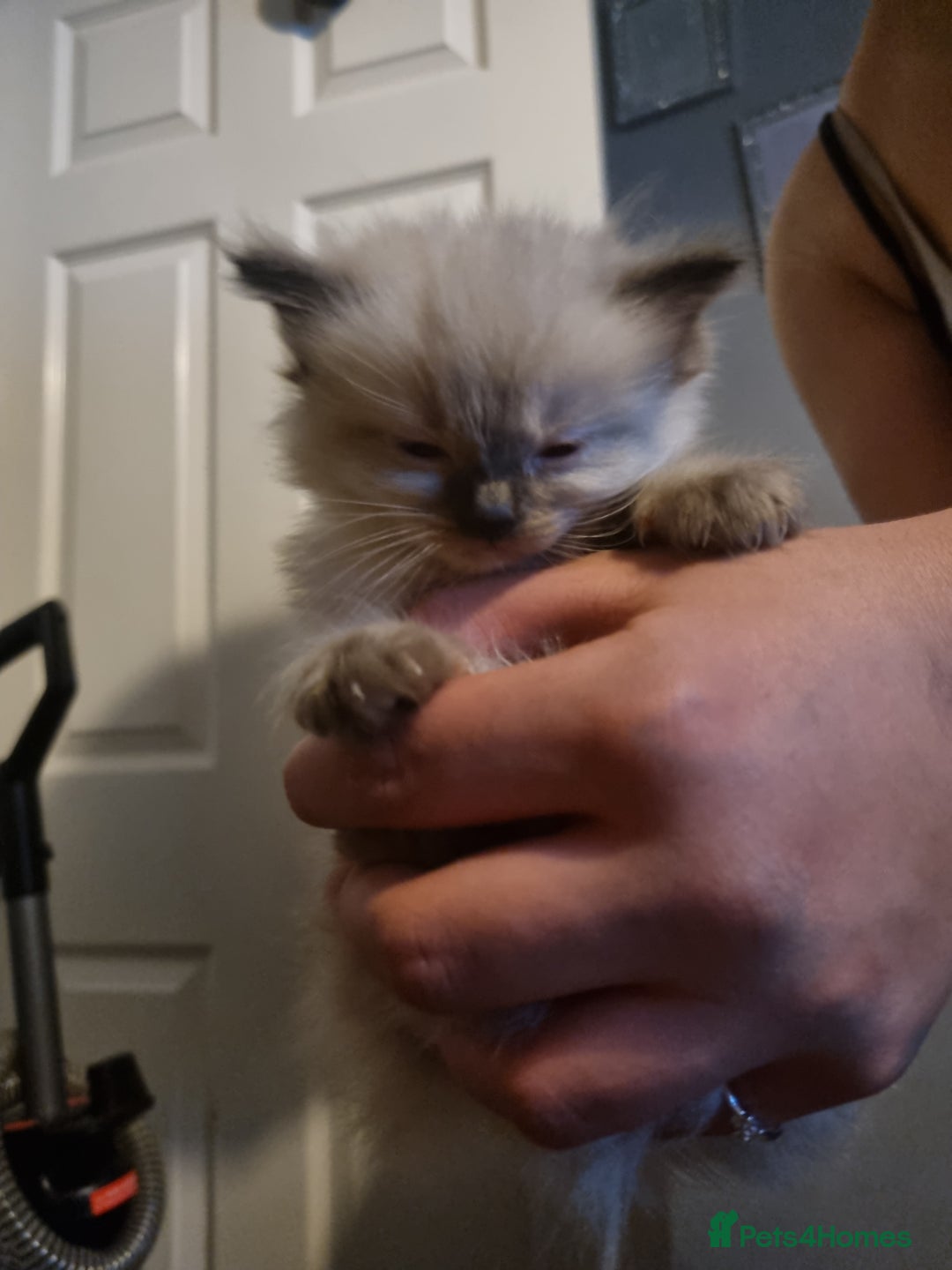 Ragdoll cats for sale: Ragdoll kittens  - Advert 5