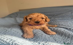 Cavapoo dogs for sale: Beautiful Cavapoo Puppies - Image 6