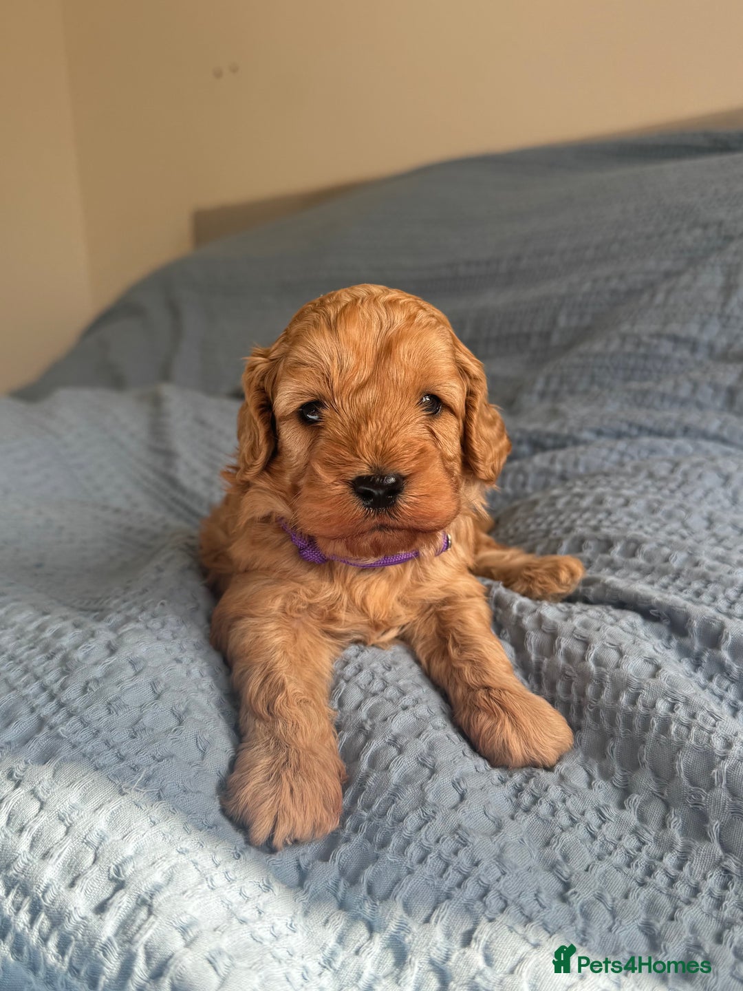 Cavapoo dogs for sale: Beautiful Cavapoo Puppies - Image 6
