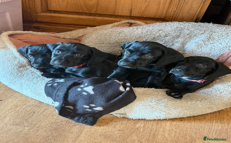 Mixed Breed dogs - Advert 3