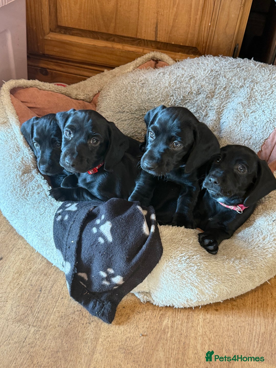 Mixed Breed dogs for sale: Dachshund and cocker spaniel puppies  - Image 1
