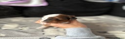 Miniature Dachshund dogs for sale: Miniature Dachounds  - Advert 4