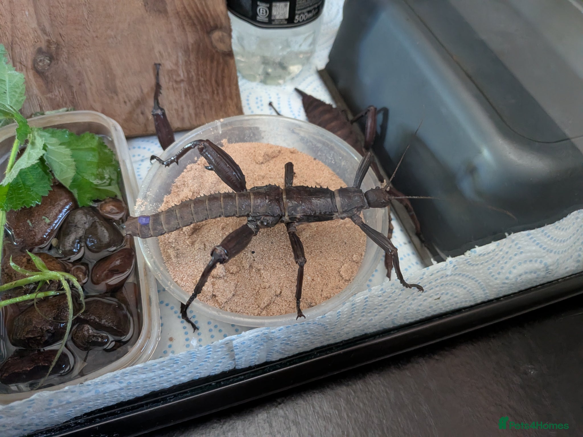 Stick Insects invertebrates Spiny Stick Insects - Advert 3