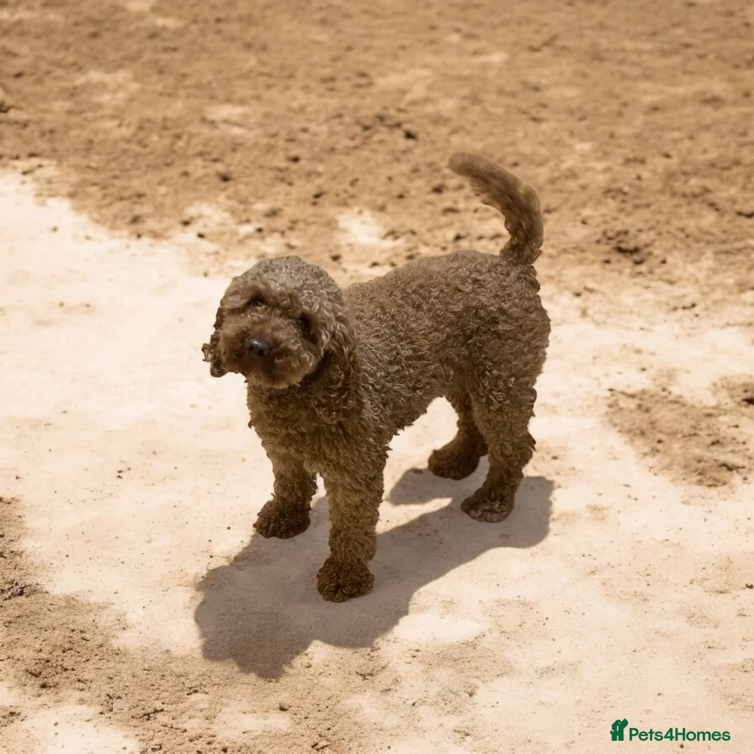 Miniature Poodle dogs for stud: HEALTH TESTED RED MINIATURE POODLE in Bewdley - Advert 8