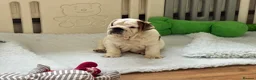 English Bulldog dogs for sale: Beautiful KC Reg Bulldog Puppies - Advert 5