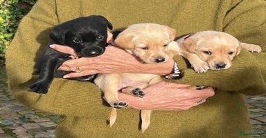 Labrador Retriever dogs KC Labrador puppies for sale from a private home  - Advert 5