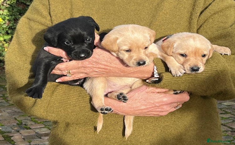 Labrador Retriever dogs KC Labrador puppies for sale from a private home  - Advert 8
