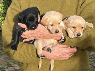 Labrador Retriever dogs KC Labrador puppies for sale from a private home - Advert 6