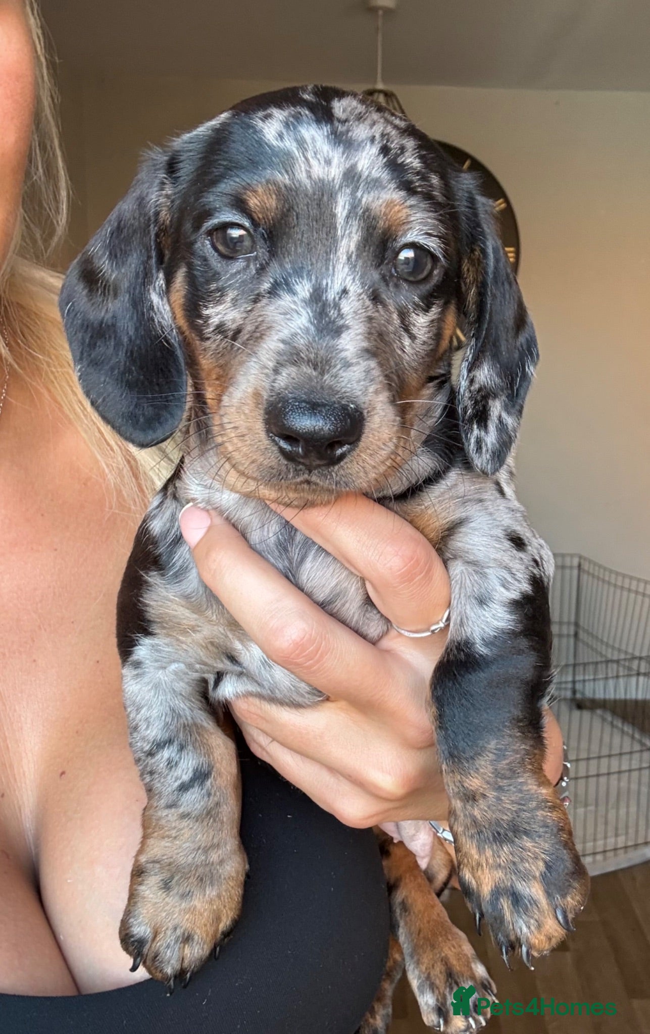 Dachshund dogs Last girl Dachshund puppy, Ready now 🩷 - Advert 11