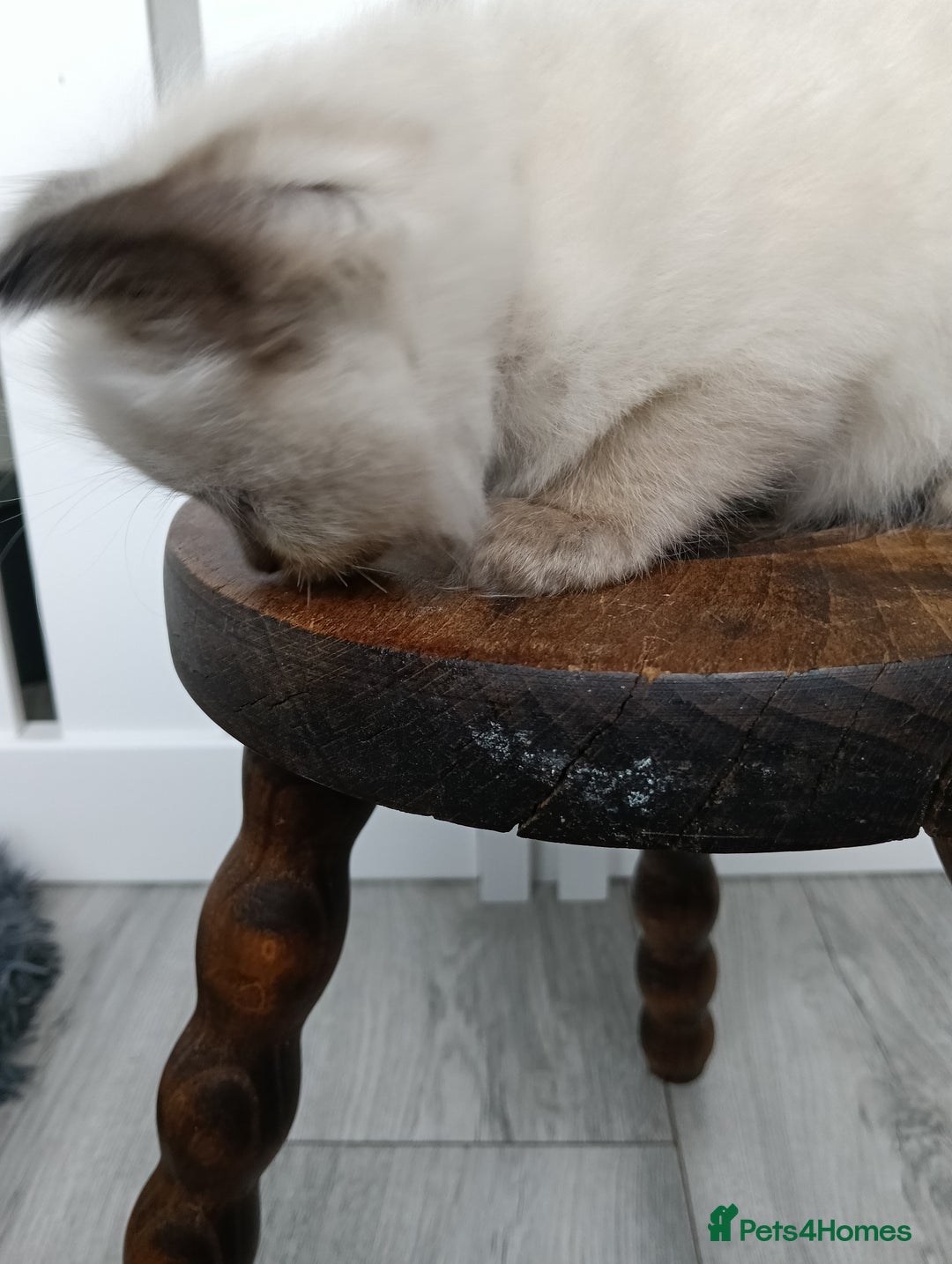 Ragdoll cats for sale: GCCF registered pedigree ragdoll kittens  - Advert 4