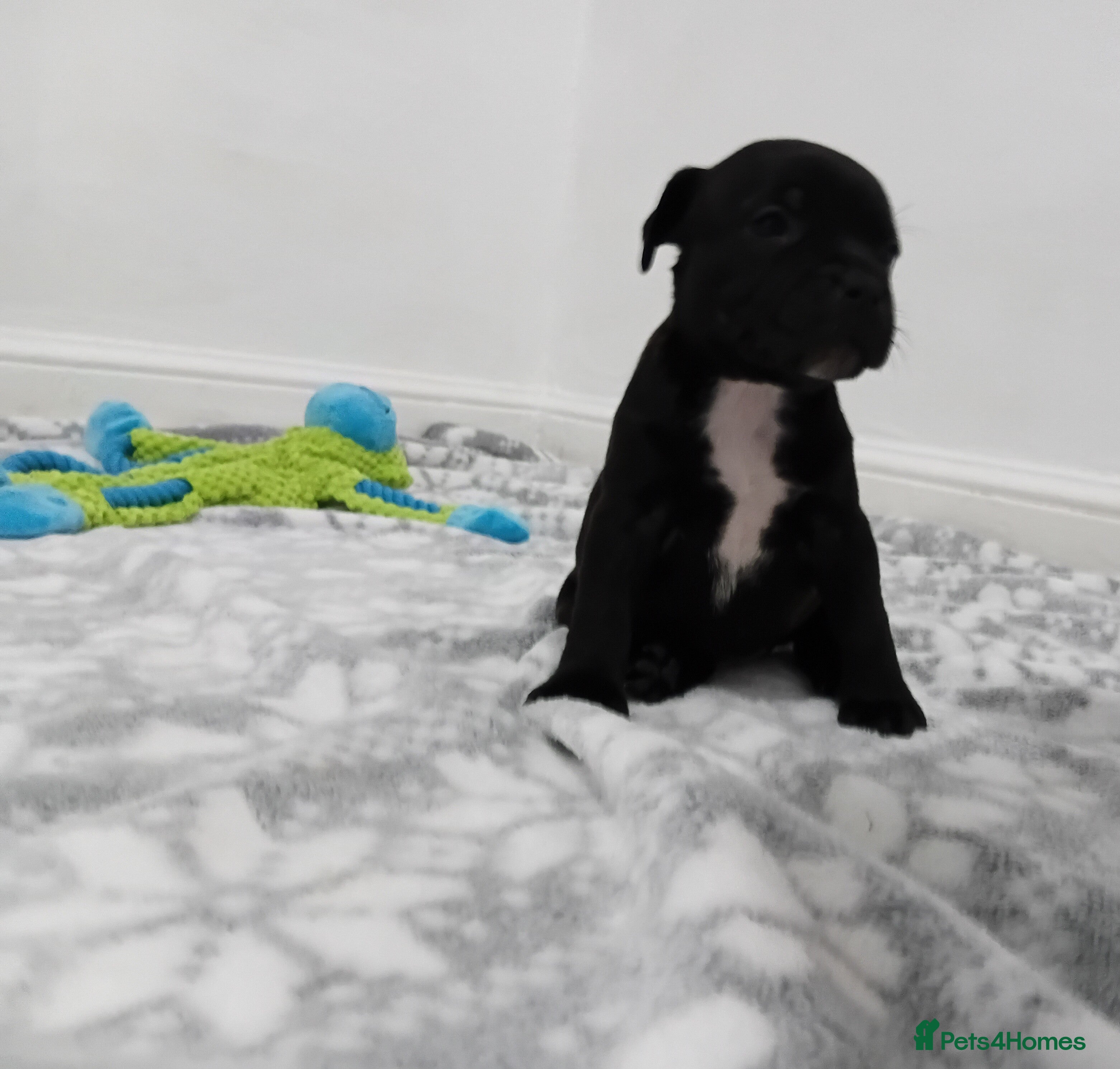 Staffordshire Bull Terrier dogs Exceptional valglo sired puppies (1 black male) - Advert 15