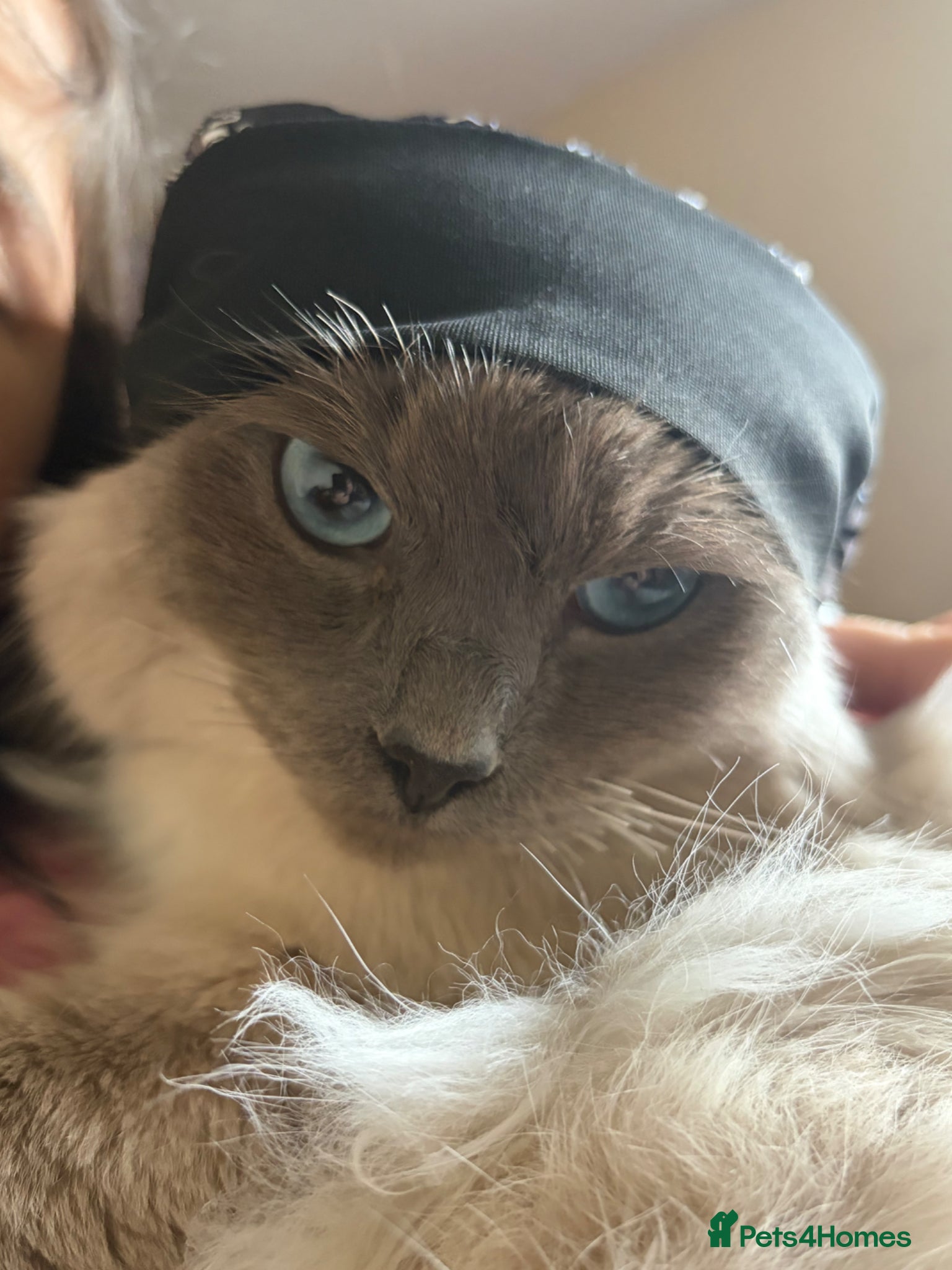 Ragdoll cats for sale: Loki  in Blackburn - Advert 3