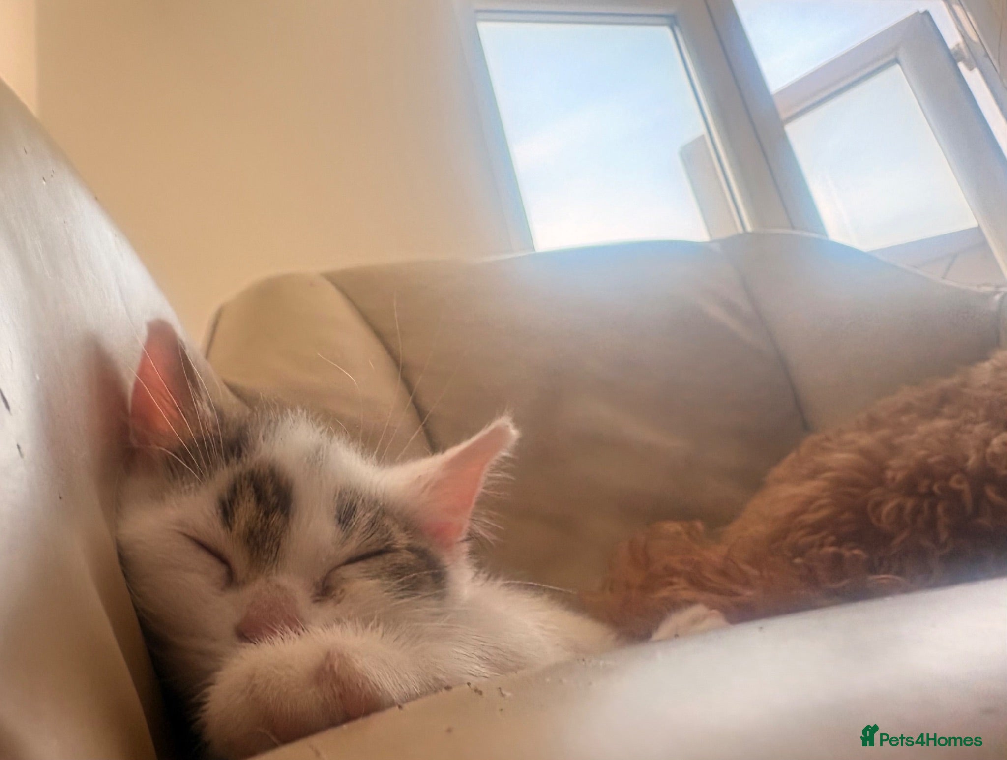 Mixed Breed cats 4 beautiful baby kittens - Advert 15