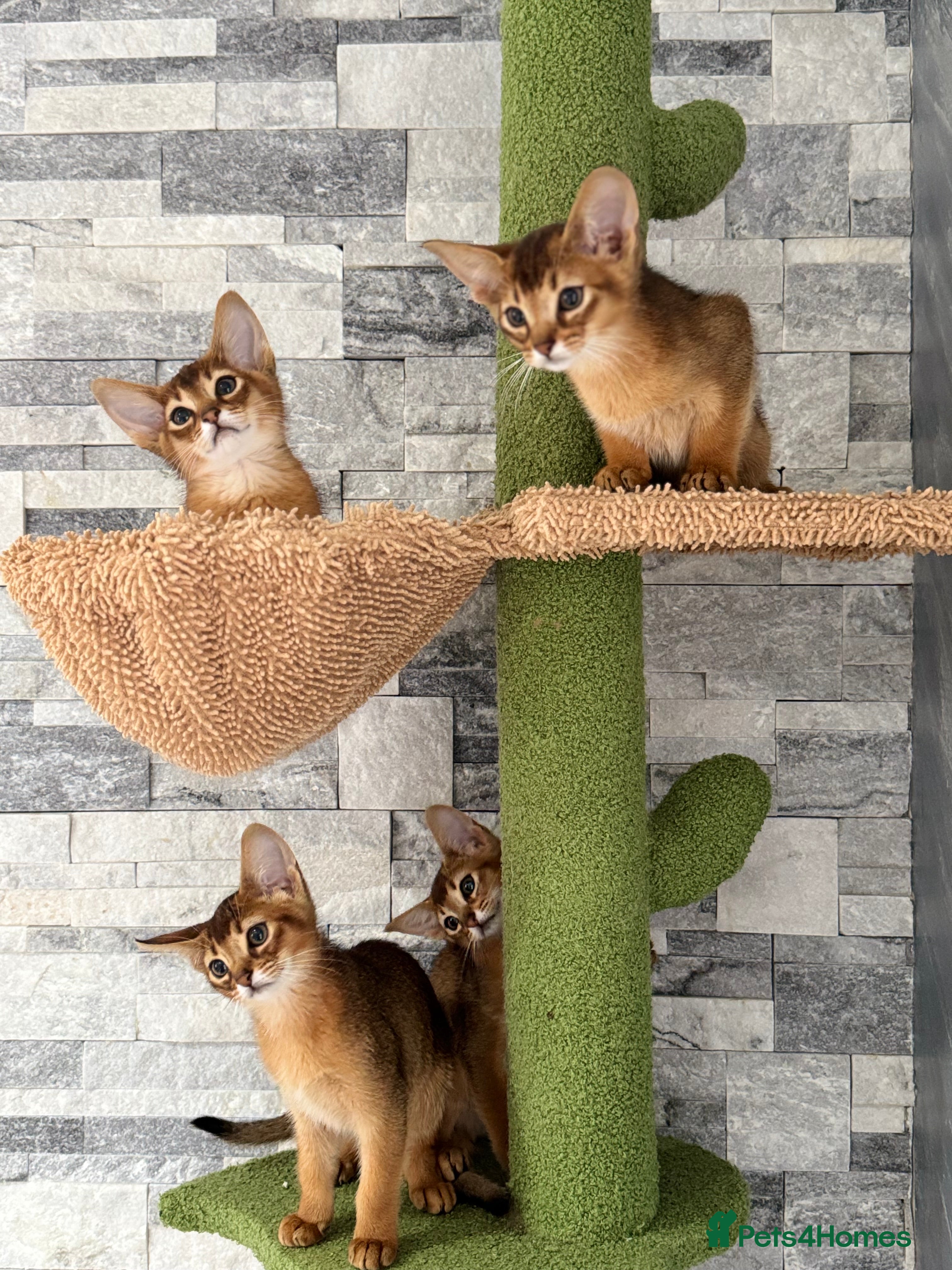 Abyssinian cats Pedigree abbysinian kittens - Advert 2