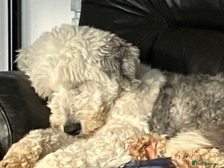 Old English Sheepdog dogs Kc Registered Old English Sheepdogs - Advert 1