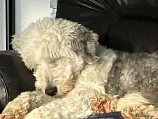 Old English Sheepdog dogs Kc Registered Old English Sheepdogs - Advert 6