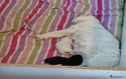British Shorthair cats for sale: Boy kitten - Image 3