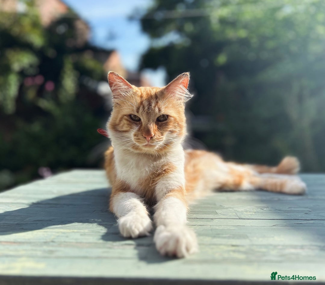 British Shorthair cats for sale: Pair of beautiful ginger tom cats - Image 4