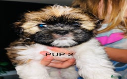 Lhasa Apso dogs for sale: 6 beautiful Lhasa Apso puppies - Image 11