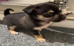 Chihuahua dogs for sale: 14 weeks old Chihuahua Male puppy  - Image 3