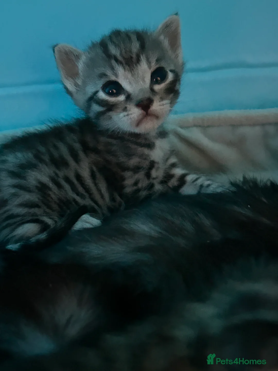 Bengal cats for sale: Adorable Bengal kittens  - Advert 2