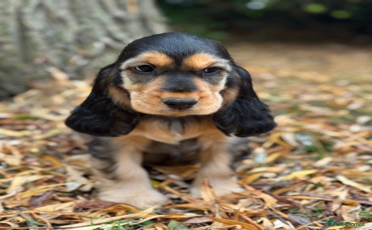 Cocker Spaniel dogs - Advert 11
