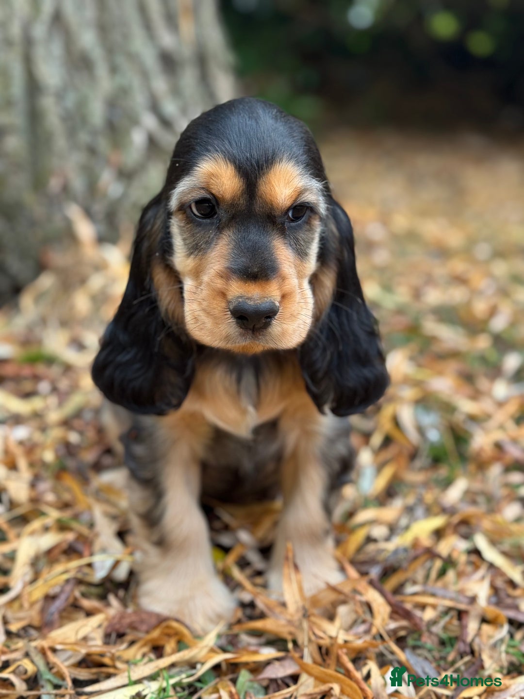 Cocker Spaniel dogs for sale: TRUE SHOW TYPE HEALTH TESTED SHOW TYPE  - Image 1
