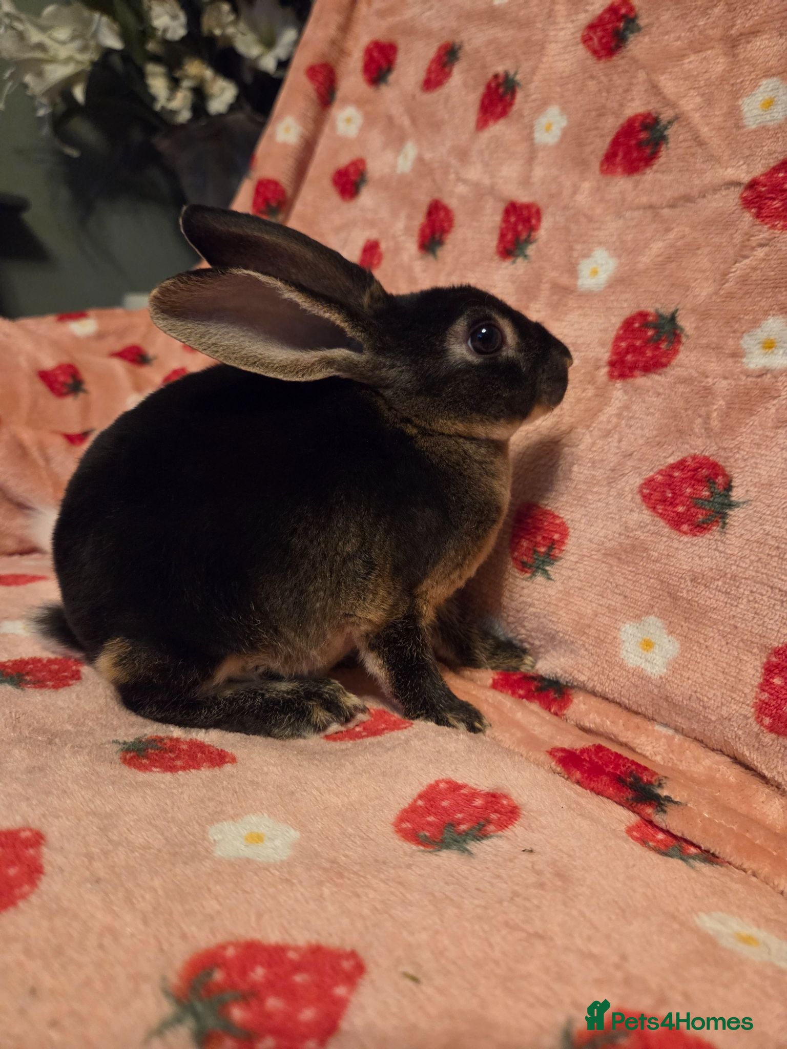 Rex rabbits Velvet Mini Rex Black otter  - Advert 2