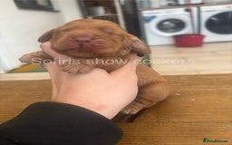 Cocker Spaniel dogs for sale: Last show boy remaining  - Image 2