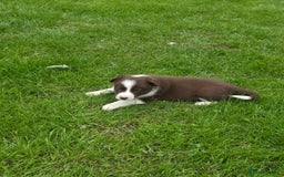 Border Collie dogs for sale: Stunning Blue Merle, Red Merle, Red/Black & White - Image 12