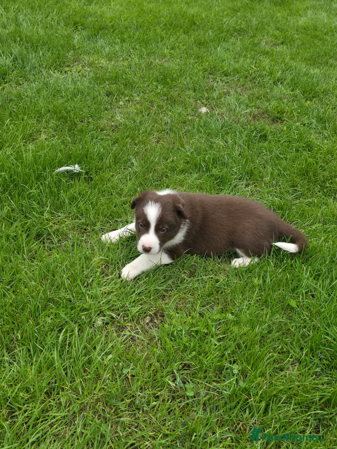 Border Collie dogs for sale: Stunning Blue Merle, Red Merle, Red/Black & White - Image 12