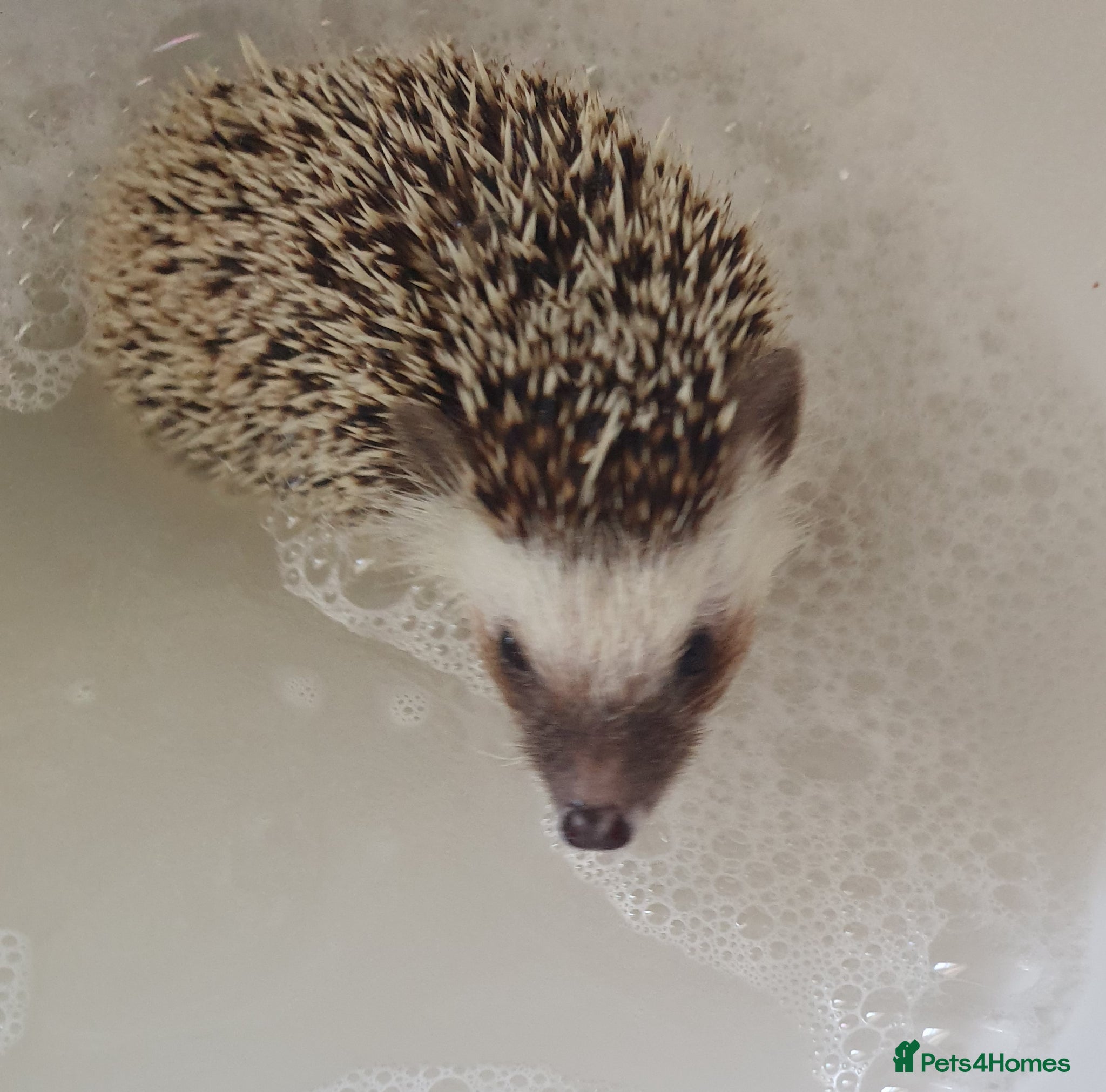 Pygmy Hedgehog rodents for sale: Female African pygmy hedgehog  - Advert 4