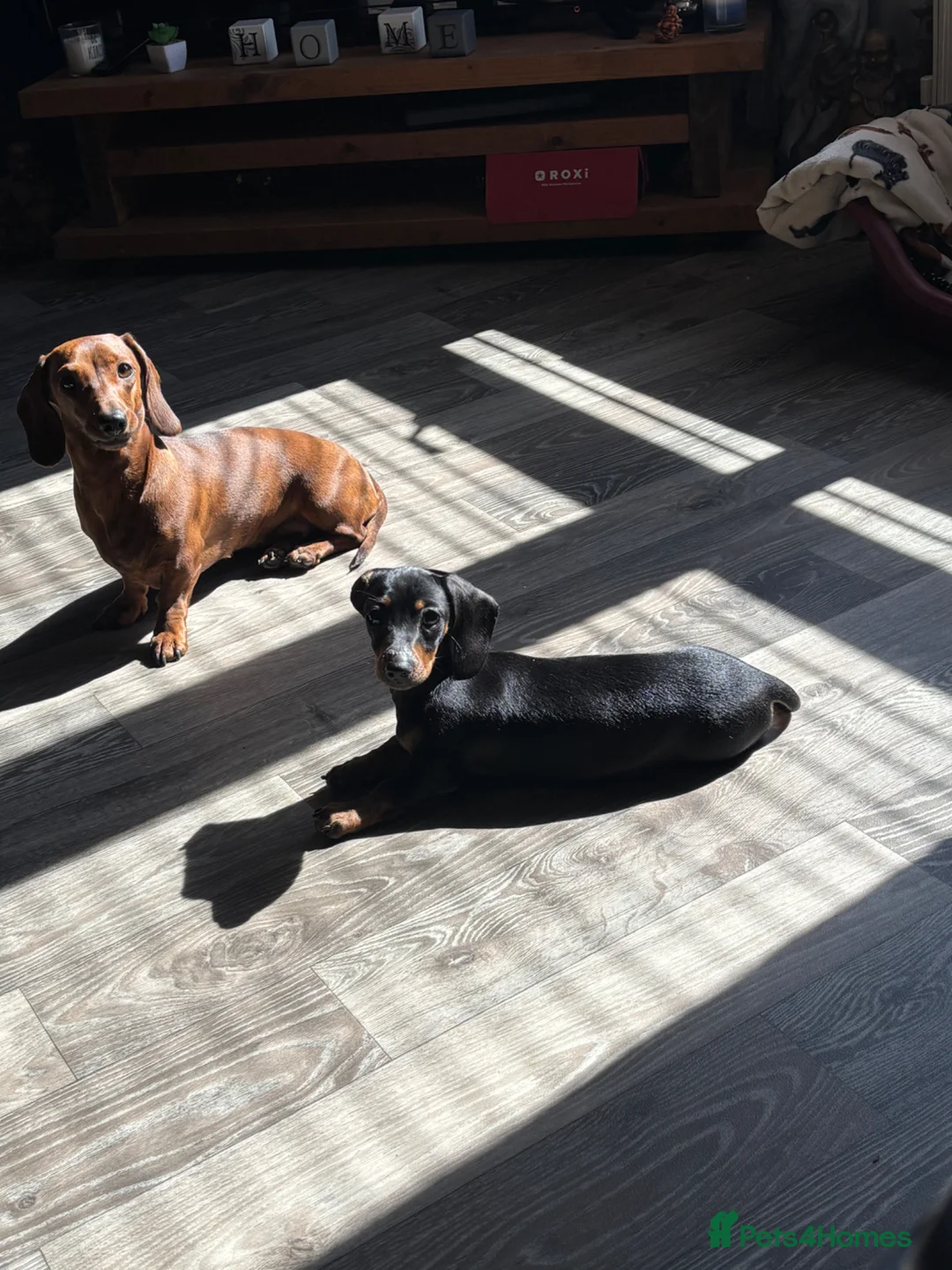 Miniature Dachshund dogs for sale: Mini smooth haired dachshund girl  in Dundee - Advert 4