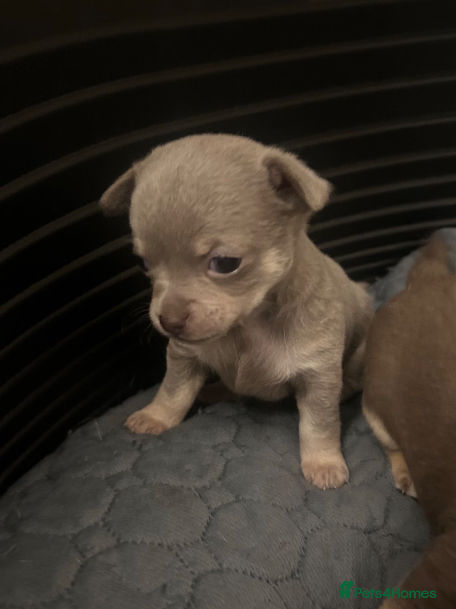 Chihuahua dogs 4 stunning chihuahua puppies 🤎 - Advert 11