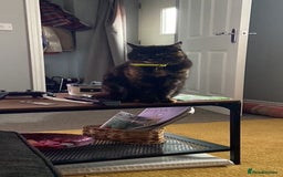 Mixed Breed cats for sale: Widgey  - Image 3