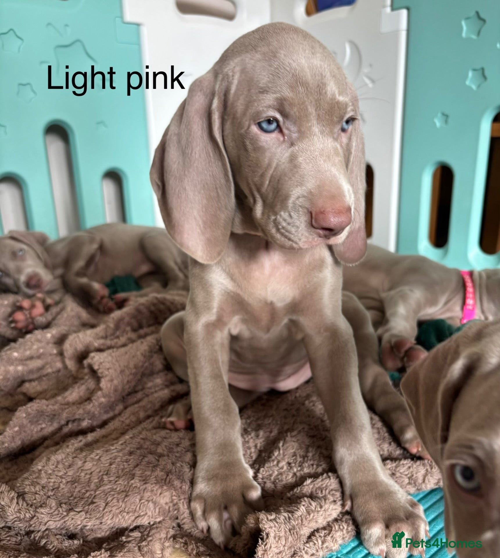 Weimaraner dogs 🥰🩷5girls ready for their forever homes KC  - Advert 3