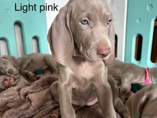 Weimaraner dogs 🥰🩷5girls ready for their forever homes KC - Advert 3