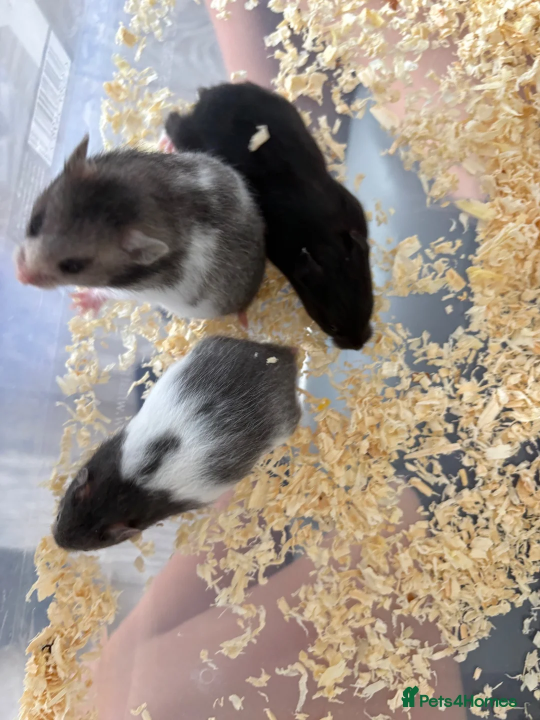 Hamster rodents for sale: Baby Syrian hamsters males & females in Huntingdon - Advert 5